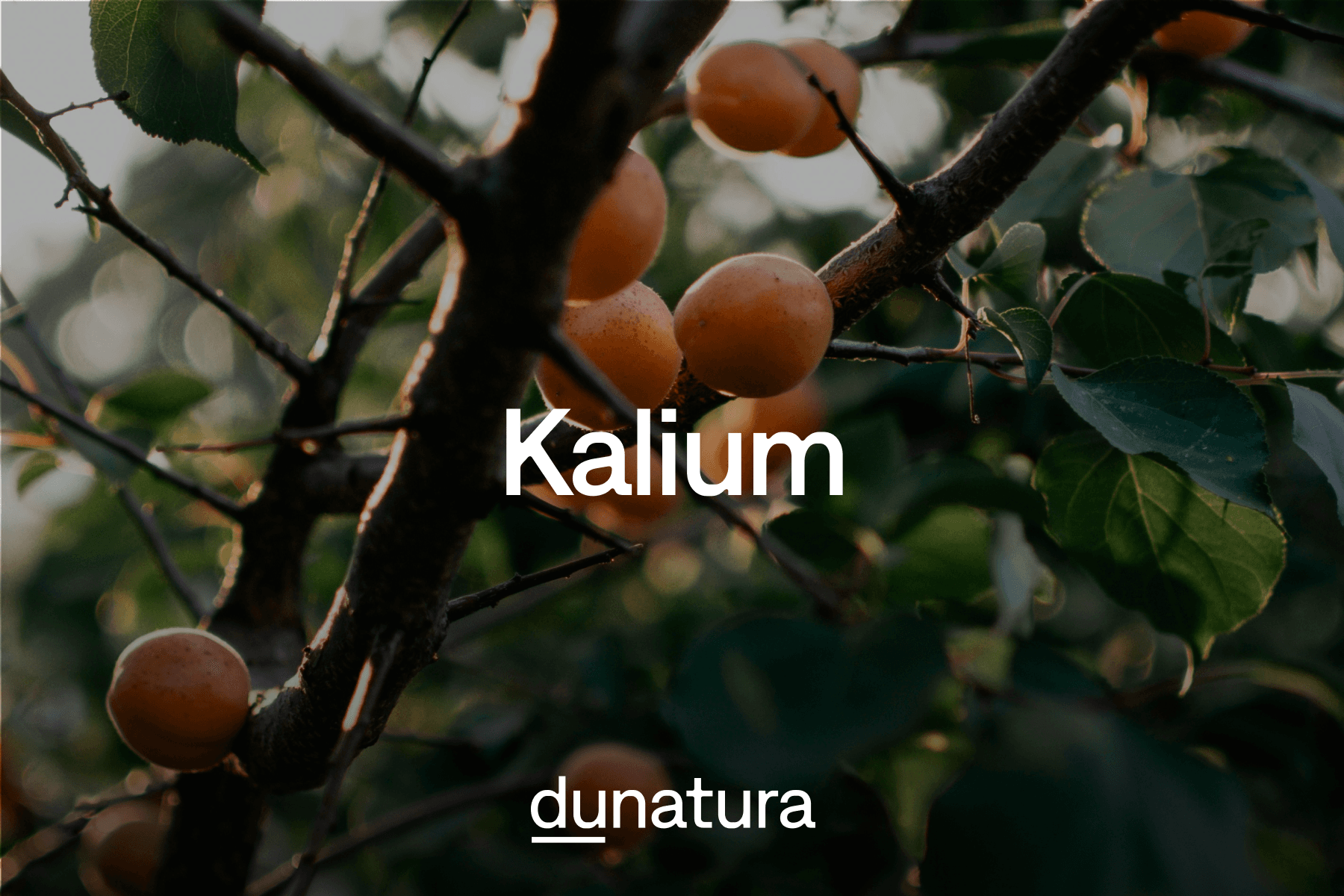 Kalium – Das unterschätzte Mineral für Muskeln, Nerven & Blutdruck