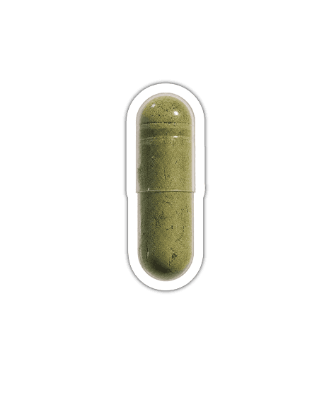 Gerstengras