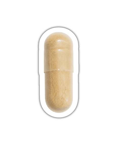 Ginseng (Panax)