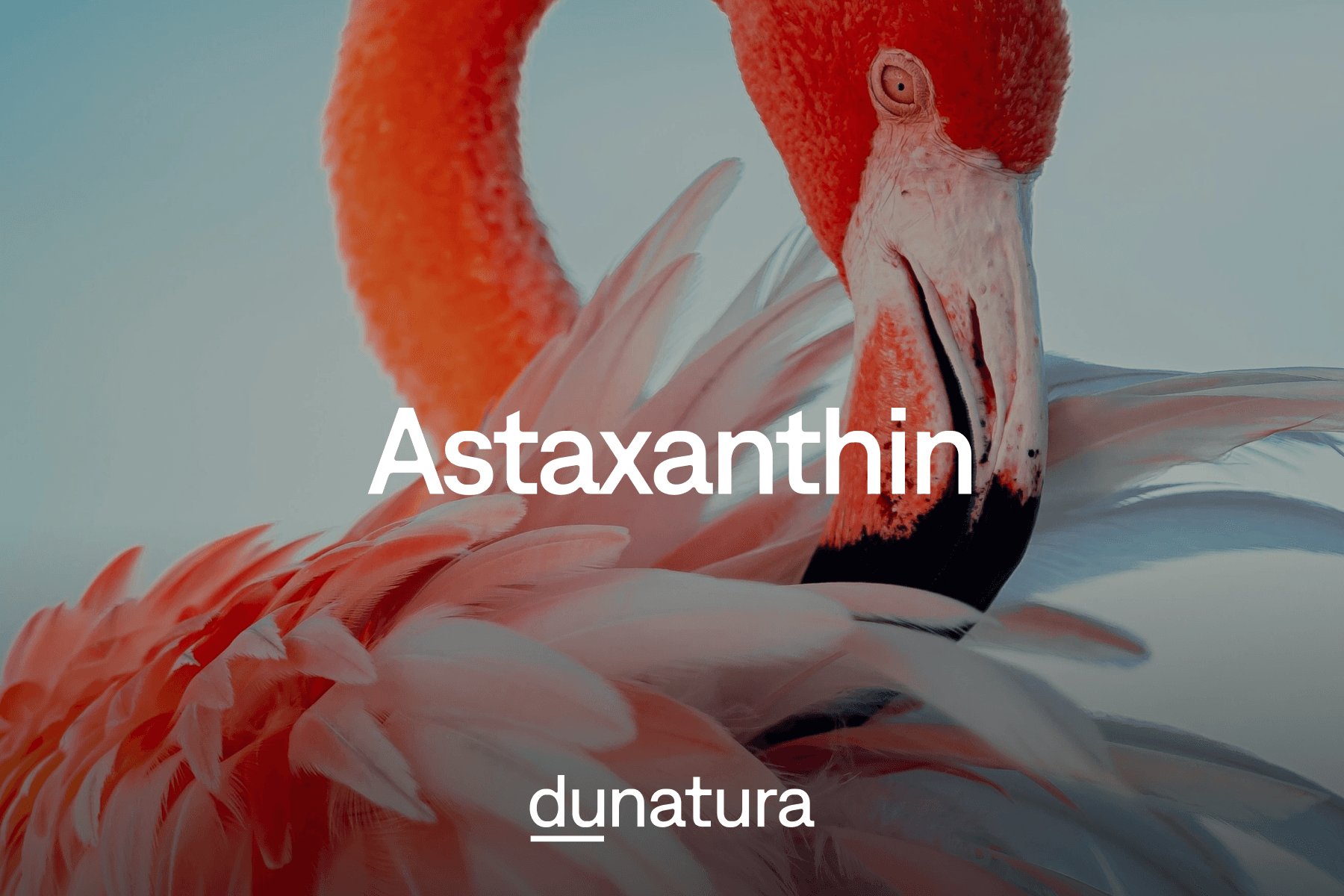 Astaxanthin: Ein Carotinoid mit antioxidativer Wirkung
