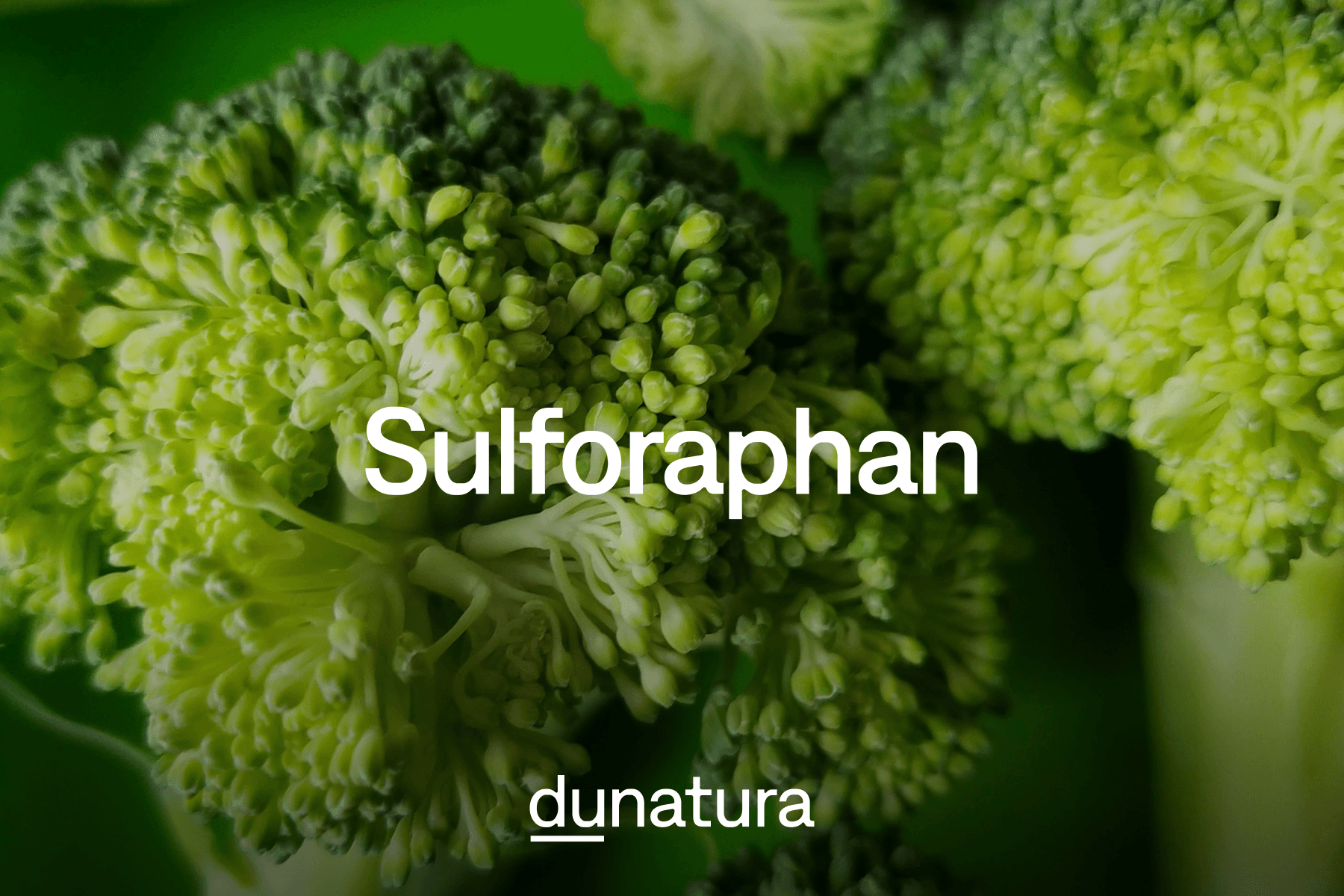 Sulforaphan aus Brokkoli: Sekundärer Pflanzenstoff mit Potenzial